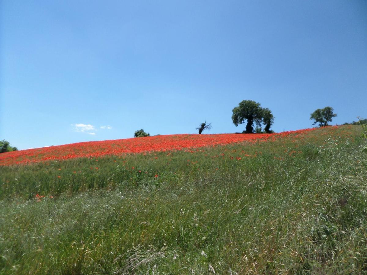 B&B Casa Cuccagna Fratte Rosa Eksteriør billede